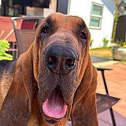 Cinnamon is registered to the contest to win money with this photo: dog, bloodhound, closeup, tongue_out, ears, pet, canine, outdoor, sunlight, backyard, chair, fence, house, animal, muzzle, face, smiling, happy, tongue, nose