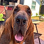 dog, bloodhound, closeup, tongue_out, ears, pet, canine, outdoor, sunlight, backyard, chair, fence, house, animal, muzzle, face, smiling, happy, tongue, nose