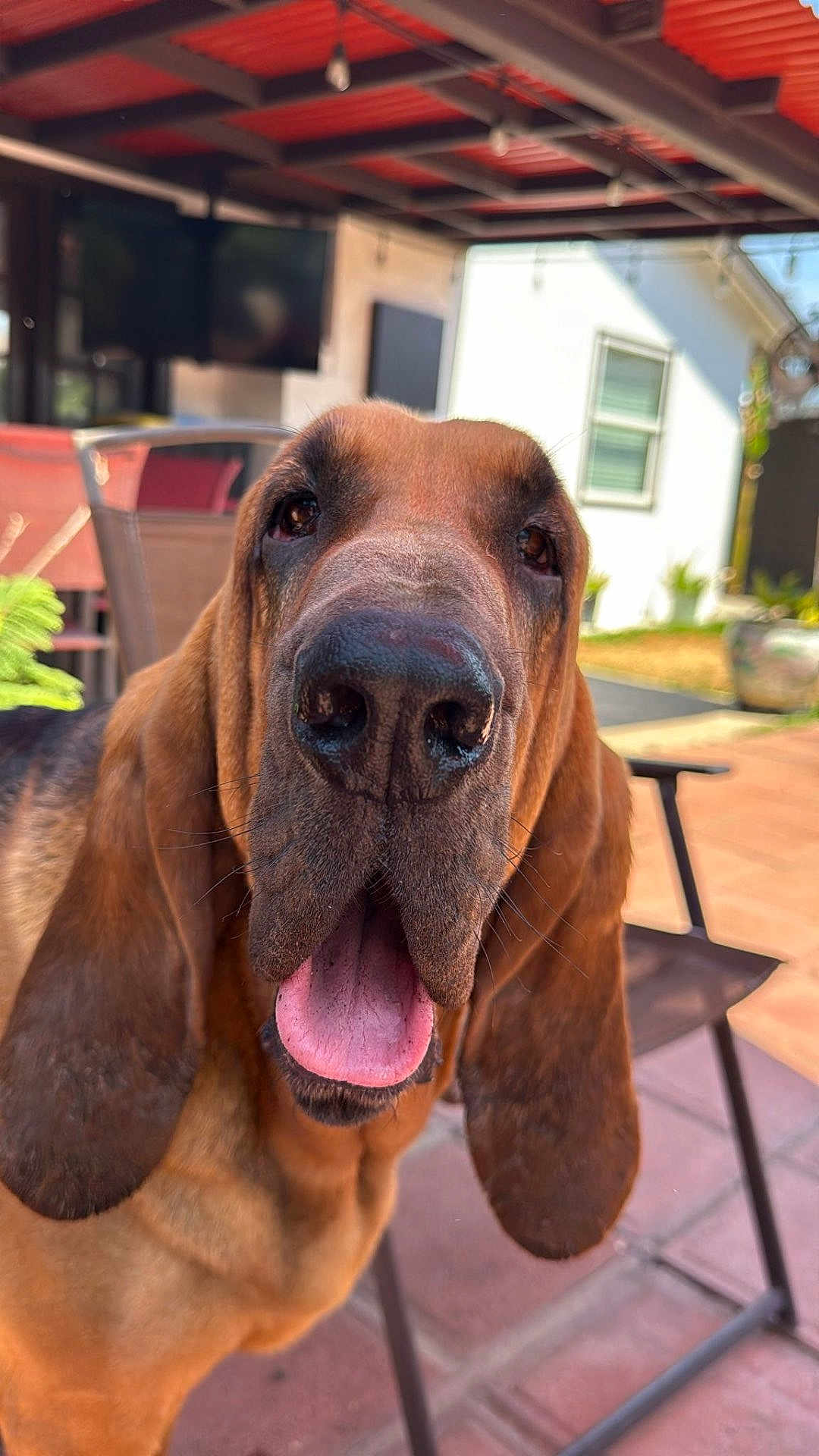 Cinnamon