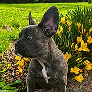 Arlo a rejoint le concours — aidez-le/la à gagner de superbes lots ! animal, curious, cute, dog, ears, flowers, french_bulldog, fur, garden, grass, nature, outdoor, pet, puppy, side_view, sitting, small, sunlight, yellow_flowers, young