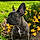 Arlo