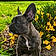 Arlo
