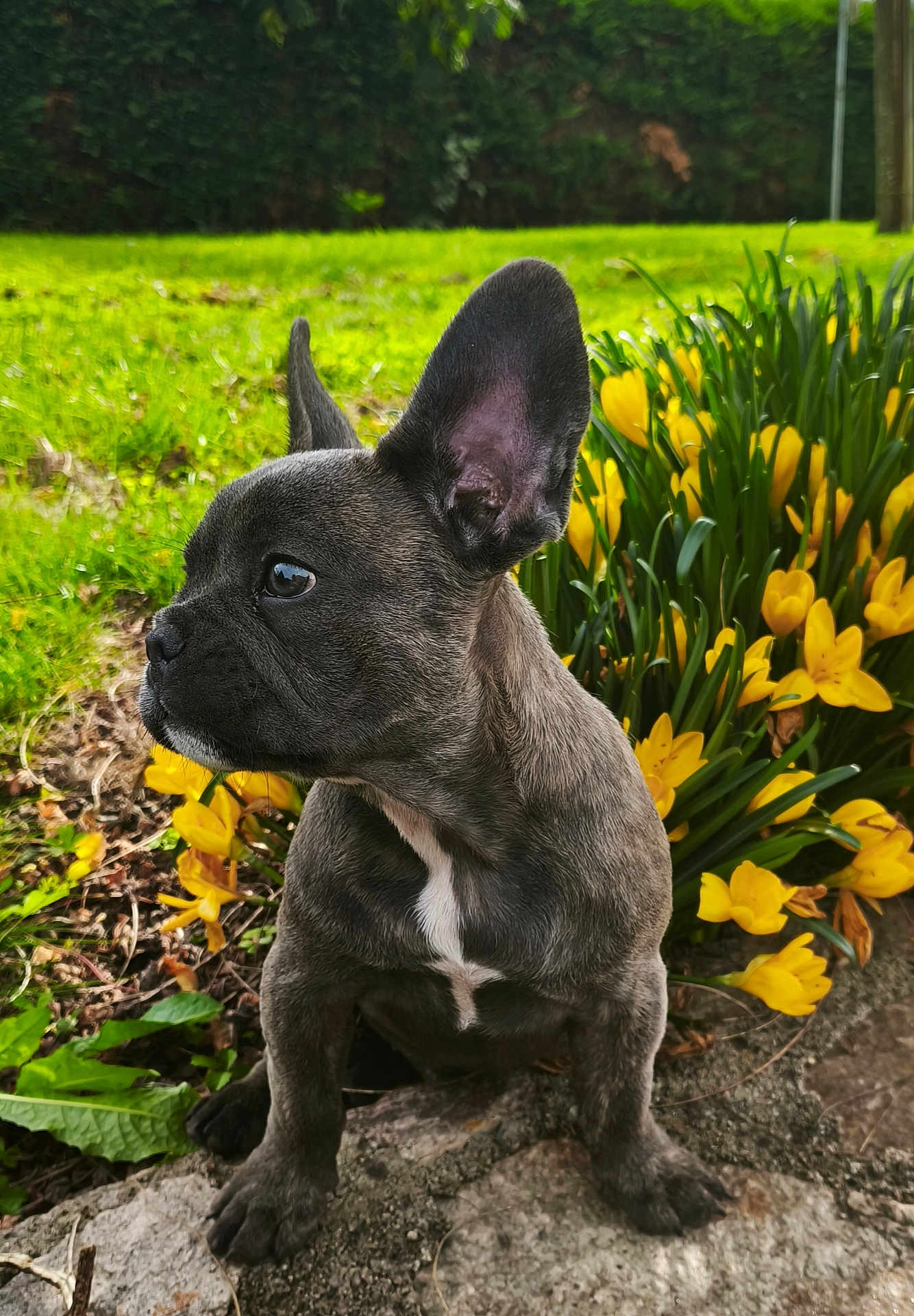 Arlo