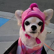 Diamond joined the competition — help win amazing prizes! animal, canine, chihuahua, clothing, colorful, cute, dog, ears, face, furry, hat_with_tassels, leash, outdoor, pavement, pet, pink_hat, portrait, sidewalk, small_dog, winter_clothing