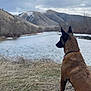dog, river, mountains, nature, outdoor, landscape, water, grass, sky, cloudy, animal, canine, scenic, quiet, sitting, brown_dog, collar, winter, hills, calm
