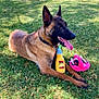 dog, german_shepherd, grass, outdoor, toy, plush_toy, bottle_toy, flamingo_toy, animal, pet, canine, tongue_out, collar, playful, sunlight, nature, relaxing, summer, greenery, happy