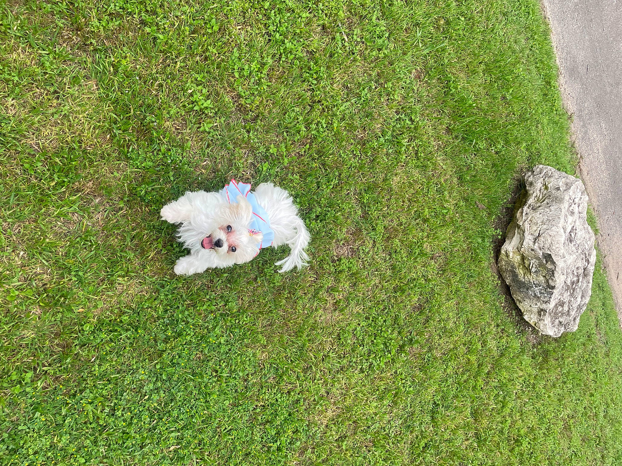 Layla is registered to the contest to win money with this photo: carnivore, companion_dog, dog, dog_breed, dog_collar, dog_supply, fawn, flooring, grass, groundcover, lawn, mammal, plant, shrub, small_terrier, sporting_group, tail, terrier, toy_dog, working_animal