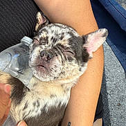 Demon joined the competition — help win amazing prizes! puppy, dog, sleeping, arms, tattoo, water_bottle, close_up, outdoor, person, hand, furry, cute, relaxed, resting, spotted, pet, animal, skin, napping, daylight