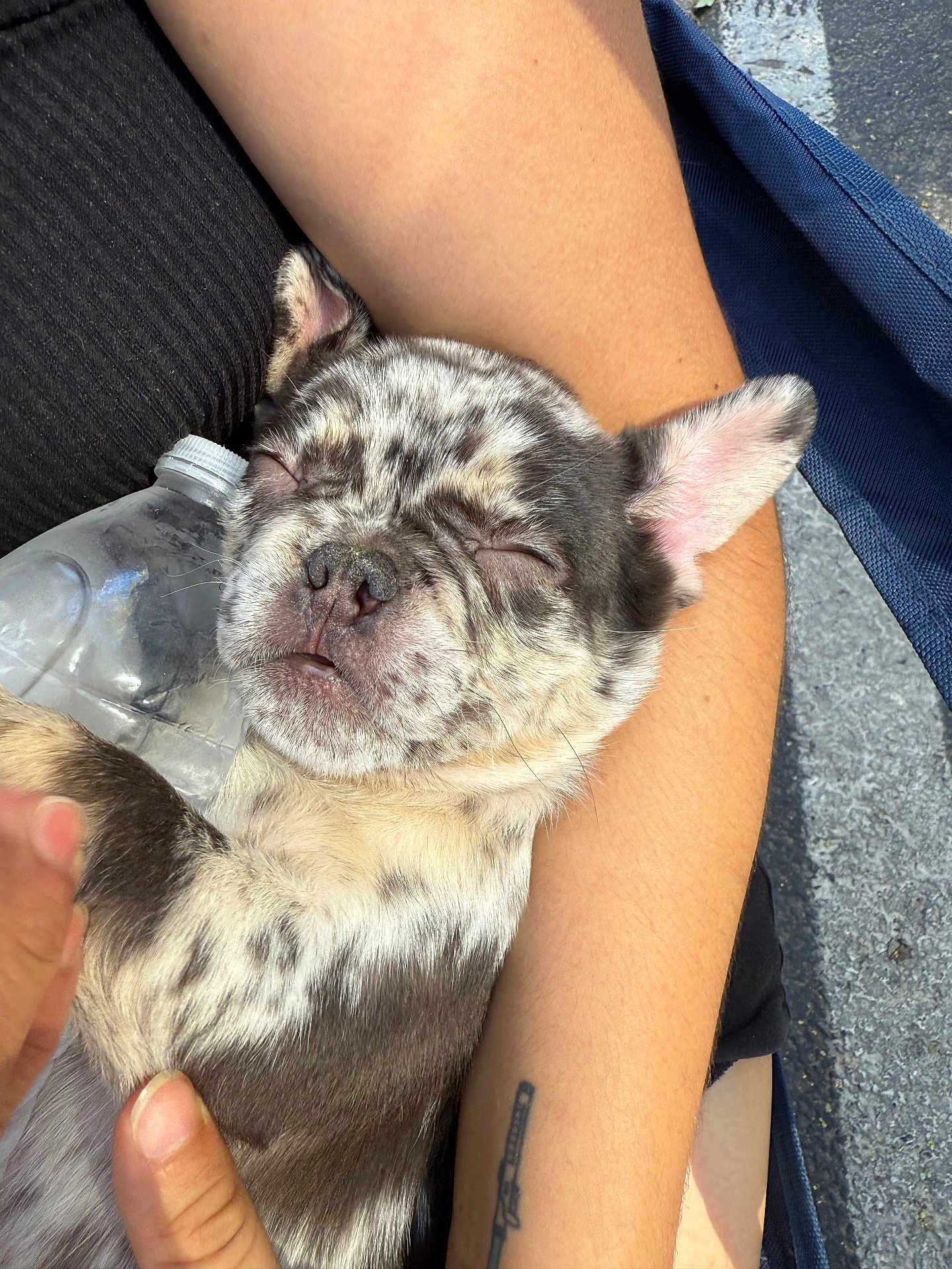 Demon joined the competition — help win amazing prizes! puppy, dog, sleeping, arms, tattoo, water_bottle, close_up, outdoor, person, hand, furry, cute, relaxed, resting, spotted, pet, animal, skin, napping, daylight