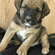Ruger joined the competition — help win amazing prizes! puppy, dog, young, cute, fur, brown, black, white, sitting, indoor, pet, animal, closeup, portrait, wooden_background, soft, adorable, front_paws, looking, curious