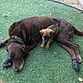 dog, puppy, brown_dog, small_puppy, artificial_grass, outdoor, pet, animal, resting, lying_down, protective_booties, companion, cute, snuggling, nature, grass, paw, canine, relaxing, friendship