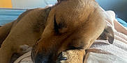 Ruger is registered to the contest to win money with this photo: dog, sleeping, paw, close_up, resting, blanket, cozy, pet, fur, nose, indoor, relaxation, animal, cute, snout, claw, bed, calm, ears, soft