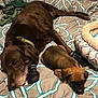 Ruger joined the competition — help win amazing prizes! dog, puppy, bed, blanket, sleeping, resting, indoor, pet, animal, brown, cute, cozy, companion, furniture, canine, domestic, young, adult, friendship, relaxation