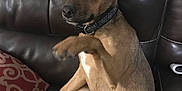 Ruger joined the competition — help win amazing prizes! dog, brown_dog, leather_couch, pet, indoor, paw_raised, collar, relaxed, curious, seated, furniture, pillow, brown_fur, animal, domestic_animal, companion, cute, canine, household, resting