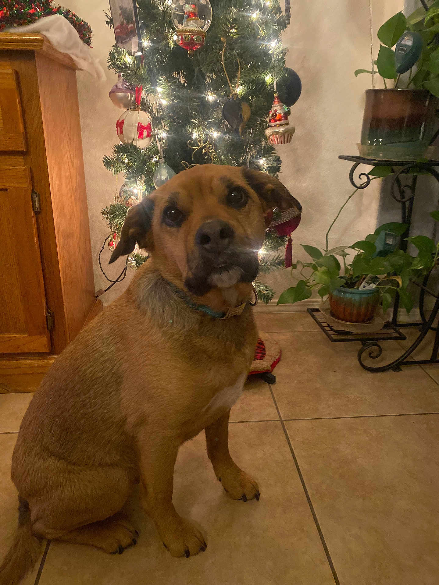 Ruger joined the competition — help win amazing prizes! dog, christmas_tree, ornaments, lights, indoor_plant, tile_floor, wooden_cabinet, decor, holiday, pet, brown_dog, collar, floor, home, furniture, festive, tree_skirt, greenery, domestic, animal