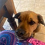 dog, brown_dog, close_up, pet, animal, floor, tile, chair, wood, pattern, colorful, fabric, resting, chin, looking, indoor, waiting, cute, friend, companion