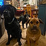 dog, indoor, tile_floor, black_dog, brown_dog, small_dog, living_room, christmas_tree, holiday_decor, wooden_chair, table, plant, bag, couch, shelf, window, furniture, pet, animal, domestic
