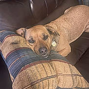 Ruger is registered to the contest to win money with this photo: dog, couch, pillow, brown, relaxed, pet, indoor, resting, comfortable, canine, fur, collar, tag, leather, home, animal, laying, closeup, snout, ears