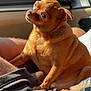 King is registered to the contest to win money with this photo: dog, brown_dog, small_dog, pet, chihuahua, car_interior, sunlight, lap, human_leg, seated, cute, furry, animal, companionship, relaxed, warm_light, window, car_dashboard, portrait, indoors