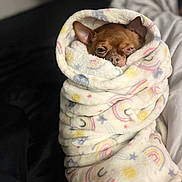 King joined the competition — help win amazing prizes! dog, brown, small_dog, blanket, wrapped, cozy, snug, sleepy, indoor, couch, soft_texture, patterned_blanket, rainbow_pattern, stars, pet, cute, fur, resting, comfort, animal