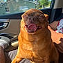 King is registered to the contest to win money with this photo: dog, small_dog, brown_dog, tongue_out, closed_eyes, pet, car_interior, human_lap, sunlight, happy, cute, animal, companion, indoor, closeup, smiling, canine, furry, relaxed, seat