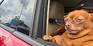 King is registered to the contest to win money with this photo: dog, car, window, paw, brown_dog, pet, animal, face, person, cap, seat, interior, closeup, expression, sitting, outdoor, reflection, sky, cloud, vehicle