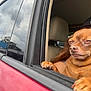 dog, car, window, paw, brown_dog, pet, animal, face, person, cap, seat, interior, closeup, expression, sitting, outdoor, reflection, sky, cloud, vehicle