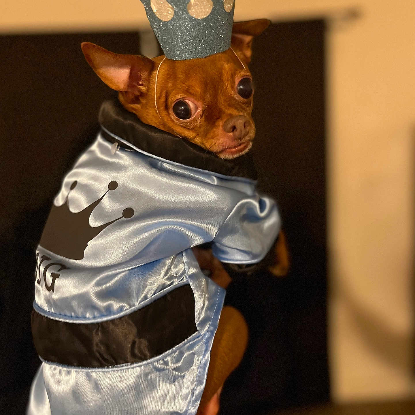 King joined the competition — help win amazing prizes! animal, black_background, brown, brown_dog, cape, clothing, costume, crown, cute, dog, expression, fancy, glitter, hand_holding, indoors, looking_back, pet, portrait, satin, small_dog