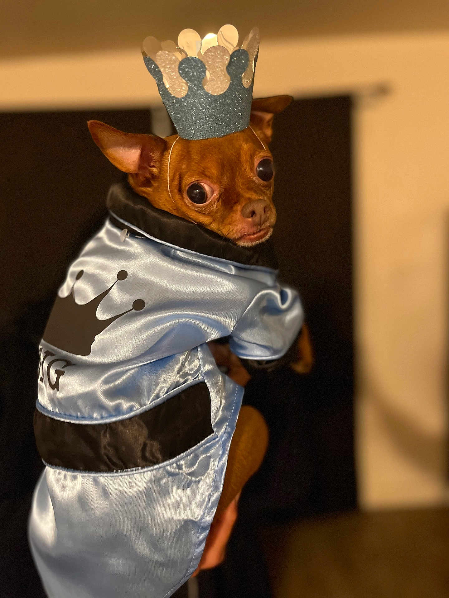 King joined the competition — help win amazing prizes! dog, small_dog, costume, cape, crown, brown_dog, pet, indoors, portrait, cute, animal, looking_back, clothing, expression, fancy, hand_holding, satin, glitter, black_background, brown