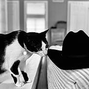 Riley is registered to the contest to win money with this photo: abyssinian, animal, bodypart, cap, cat, clothing, couch, cowboyhat, finger, furniture, hand, hardwood, hat, kitten, manx, person, pet, photography, sunhat, wood