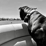 Tito joined the competition — help win amazing prizes! accessories, animal, back, bodypart, boxer, bulldog, canine, collar, dog, frenchbulldog, greatdane, hound, labradorretriever, mouth, person, pet, pitbull, pointer, pug, puppy