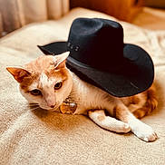 Oliver is registered to the contest to win money with this photo: animal, beachwear, cat, clothing, cowboyhat, hat, kitten, pet, sombrero, sunhat