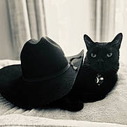 Theo is registered to the contest to win money with this photo: animal, blackcat, cap, cat, clothing, cowboyhat, hat, kitten, pet, silhouette, sunhat