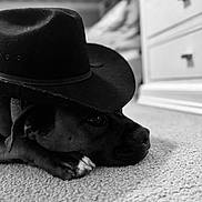 Axl joined the competition — help win amazing prizes! animal, bulldog, cabinet, canine, clothing, cowboyhat, dog, drawer, face, furniture, hat, head, hound, person, pet, photography, pointer, portrait, puppy, sunhat
