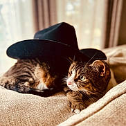 Sammie joined the competition — help win amazing prizes! abyssinian, animal, blanket, cap, cat, chair, clothing, couch, cowboyhat, face, furniture, hat, head, kitten, manx, person, pet, photography, portrait, sunhat