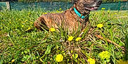 Nala a rejoint le concours — aidez-le/la à gagner de superbes lots ! animal, brindle, canine, collar, daytime, dog, fence, field, flora, grass, greenery, happy, nature, outdoor, pet, playful, relaxed, summer, sunny, yellow_flowers