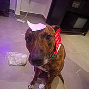 Nala participe au concours pour gagner de l'argent avec cette photo : animal, brindle, cable, collar, cute, dog, domestic_animal, ears, expression, eyes, floor, furniture, head, indoor, looking_up, paper, pet, shadow, sitting, tile_floor