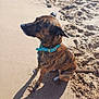 Nala a rejoint le concours — aidez-le/la à gagner de superbes lots ! animal, beach, blue_collar, brindle, calm, canine, collar, daylight, dog, nature, outdoor, paw_prints, pet, quiet, sand, shadow, side_view, sitting, sunlight, water_edge