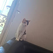 Kiara a rejoint le concours — aidez-le/la à gagner de superbes lots ! animal, blanket, blinds, calico_cat, calm, cat, couch, cozy, curious, furniture, home, indoor, leather, natural_light, pet, quiet, resting, sitting, wall, window