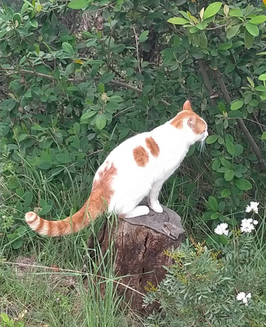 Kimbo a rejoint le concours — aidez-le/la à gagner de superbes lots ! carnivore, cat, domestic_short_haired_cat, fawn, felidae, fur, grass, groundcover, herb, paw, plant, shrub, small_to_medium_sized_cats, tail, terrestrial_animal, tree, whiskers, wildlife