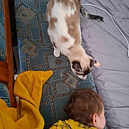 Kitty participe au concours pour gagner de l'argent avec cette photo : cat, child, yellow_clothing, dinosaur_print, blanket, bed, cushion, patterned_fabric, indoor, sleeping, brown_hair, furniture, pet, animal, resting, curious, soft_toys, cord, head, close_up