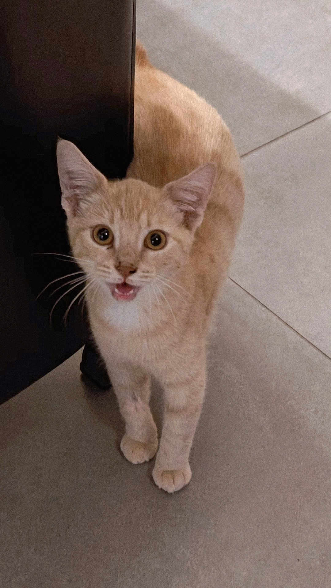 Caramel a rejoint le concours — aidez-le/la à gagner de superbes lots ! animal, cat, close_up, curious, cute, domestic_cat, ears, feline, floor, four_legs, fur, indoor, looking_up, open_mouth, orange_tabby, pet, standing, tile_floor, whiskers, young_cat