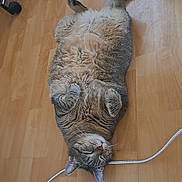 Plume participe au concours pour gagner de l'argent avec cette photo : cat, tabby, lying_down, floor, wooden_floor, indoor, relaxed, pet, animal, feline, curled_paws, sleepy, chubby, domestic_cat, household, cord, yellow_bin, chair_wheel, resting, cute