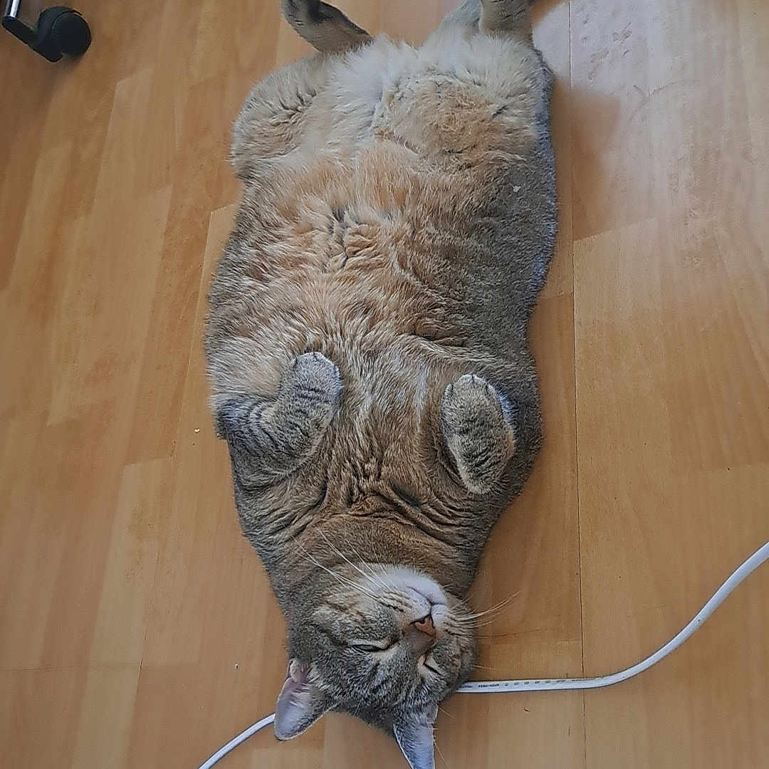 Plume participe au concours pour gagner de l'argent avec cette photo : animal, cat, chair_wheel, chubby, cord, curled_paws, cute, domestic_cat, feline, floor, household, indoor, lying_down, pet, relaxed, resting, sleepy, tabby, wooden_floor, yellow_bin