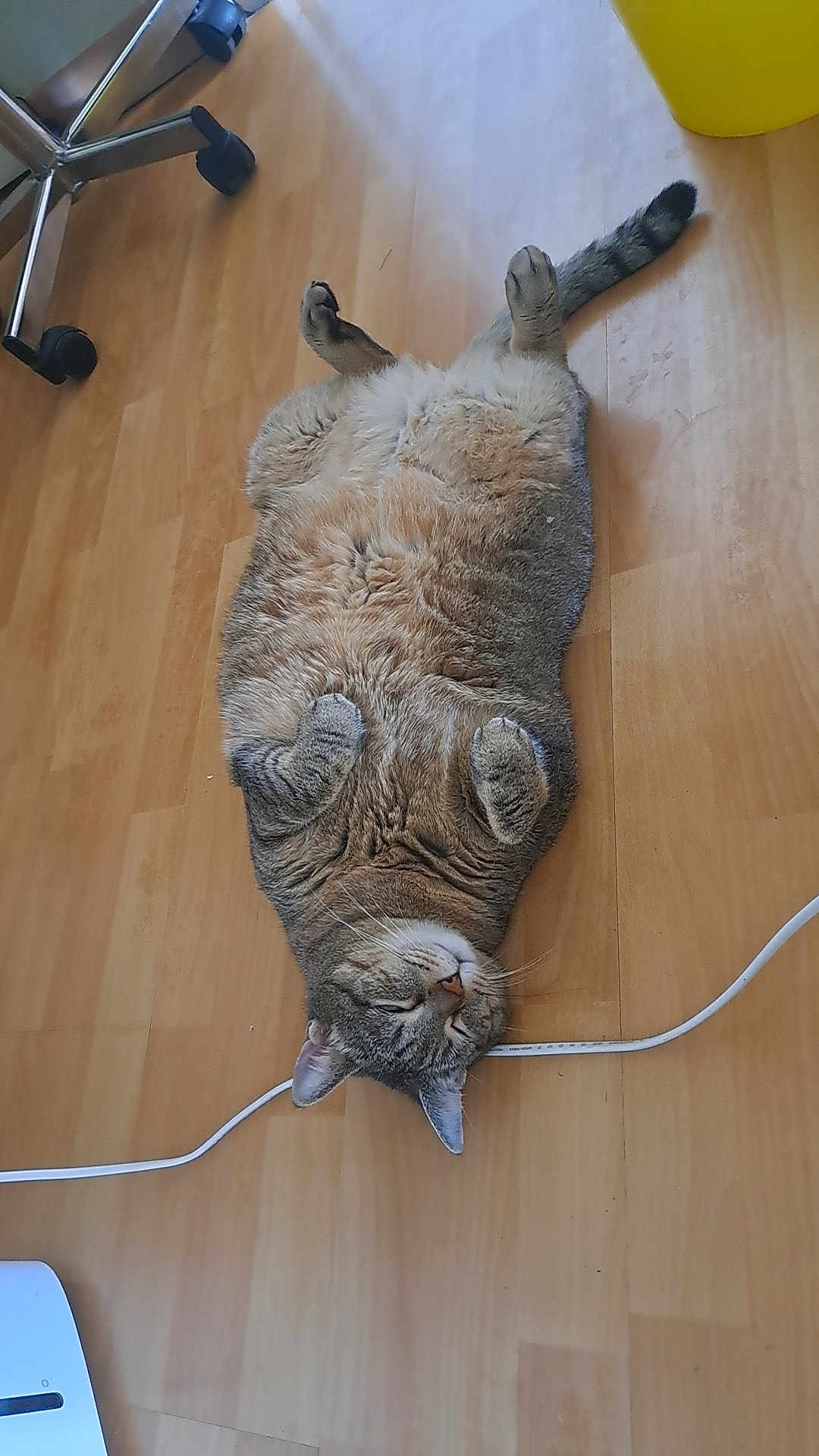 Plume participe au concours pour gagner de l'argent avec cette photo : cat, tabby, lying_down, floor, wooden_floor, indoor, relaxed, pet, animal, feline, curled_paws, sleepy, chubby, domestic_cat, household, cord, yellow_bin, chair_wheel, resting, cute