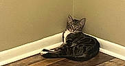 Bunni is registered to the contest to win money with this photo: animal, baseboard, cat, corner, curled_up, ears, eyes, face, feline, indoor, lounging, pet, portrait, relaxed, sitting, striped_fur, tabby, wall, whiskers, wood_floor