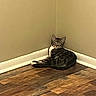 animal, baseboard, cat, corner, curled_up, ears, eyes, face, feline, indoor, lounging, pet, portrait, relaxed, sitting, striped_fur, tabby, wall, whiskers, wood_floor