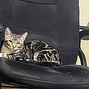 Bunni is registered to the contest to win money with this photo: alert, animal, cat, curled_up, desk, feline, furniture, green_eyes, home, indoor, office_chair, pet, photography, portrait, relaxed, sitting, striped_fur, tabby, window, workspace