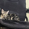 alert, animal, cat, curled_up, desk, feline, furniture, green_eyes, home, indoor, office_chair, pet, photography, portrait, relaxed, sitting, striped_fur, tabby, window, workspace