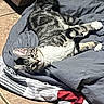 animal, bedroom, blanket, cat, comfort, cozy, domestic_cat, ears, fabric, fur, indoor, looking, paws, pet, relaxed, resting, striped, tabby, tile_floor, whiskers